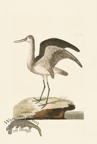 (image for) Pennant Zoology 010