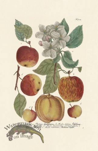 (image for) Weinmann PL 704