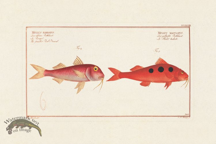 (image for) BLOCH FISH 347