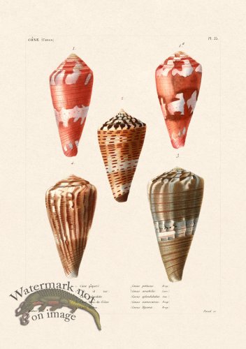 (image for) French Shell 035