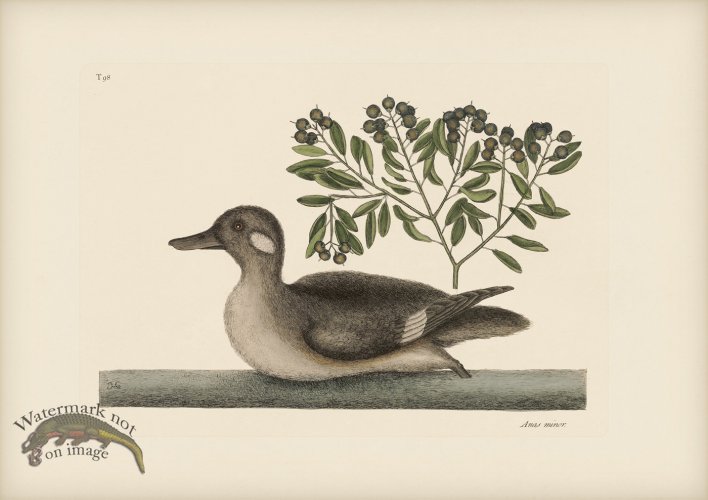 (image for) 098 Little Brown Duck