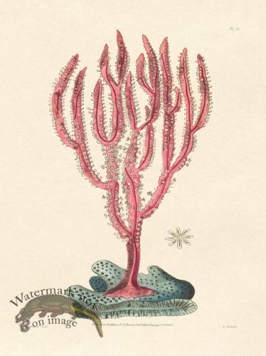 (image for) Shaw Nodder SL 31