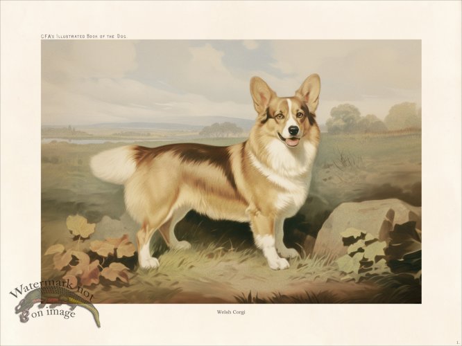 (image for) CFA Dog Welsh Corgi 01