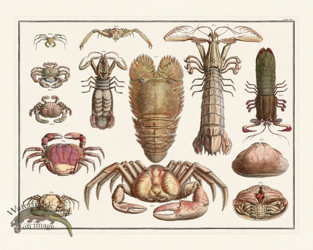 (image for) Seba B2 020 Crustacean
