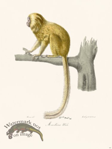 Cuvier 402 Male Maukina