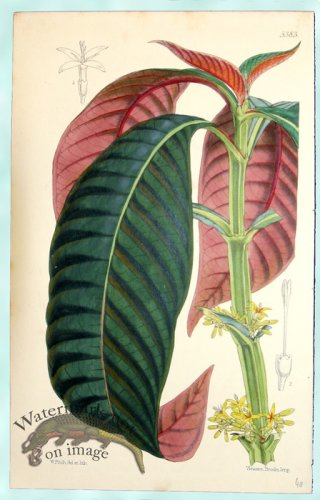 (image for) Curtis Leaves 15