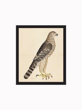 Rudbeck CFA_BF 32 Goshawk