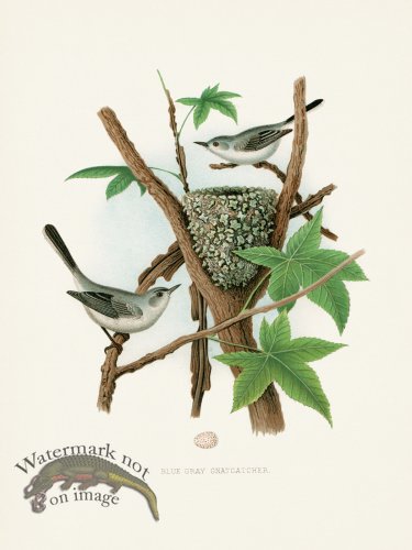 (image for) Thomas Gentry Bird 30