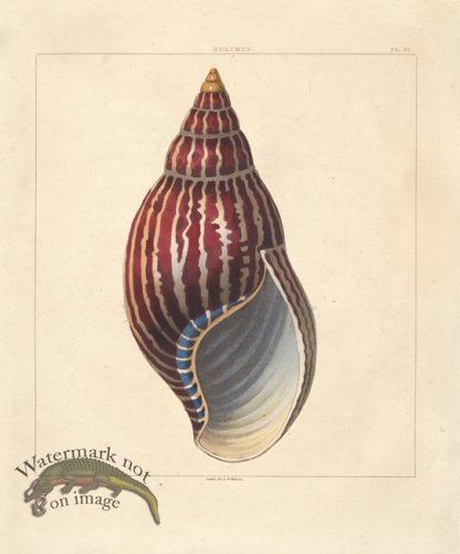 (image for) SingleShell 06