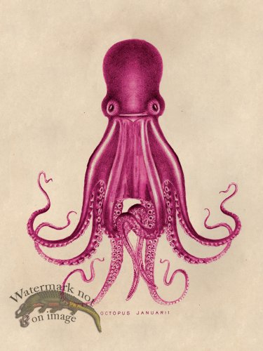 (image for) Octopus Pink 07