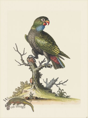 (image for) Edwards 167 Dusky Parrot