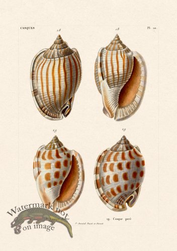 (image for) French Shell 010