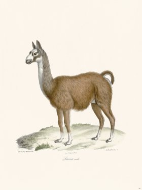 Cuvier 082 Lama Male