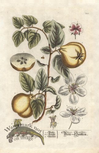 (image for) Blackwell GE 137