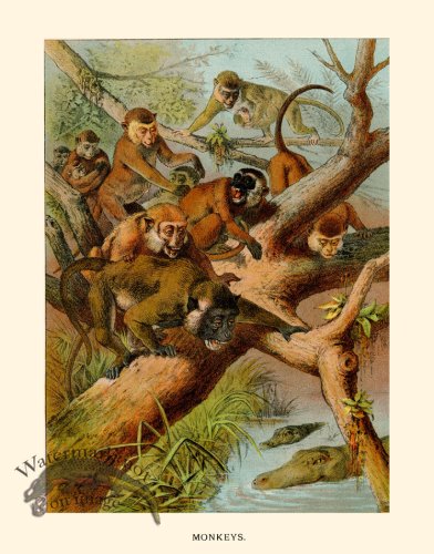 (image for) CP 21 Monkey