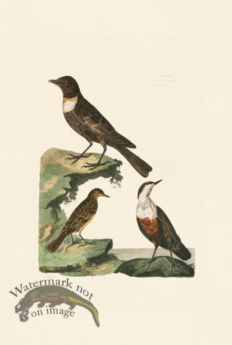 (image for) Pennant Zoology 080