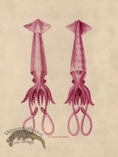 (image for) Octopus Pink 42