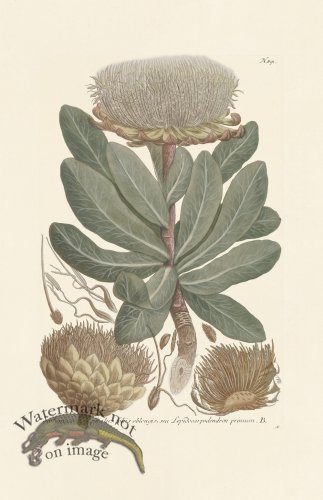 (image for) Weinmann PL 891