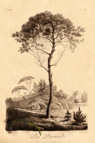 (image for) Defiennes Trees 10 S