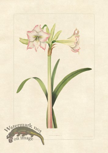 (image for) Edward bury 7