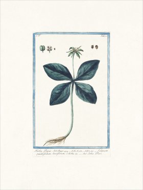 Bonelli 352 One Berry