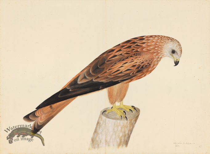 (image for) RED KITE . PL 12