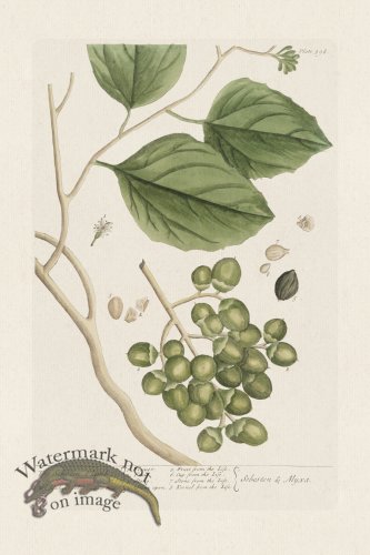 (image for) BEE 398 The Sebesten Plumb