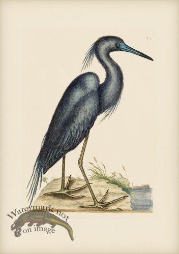 (image for) 076 Little Blue Heron
