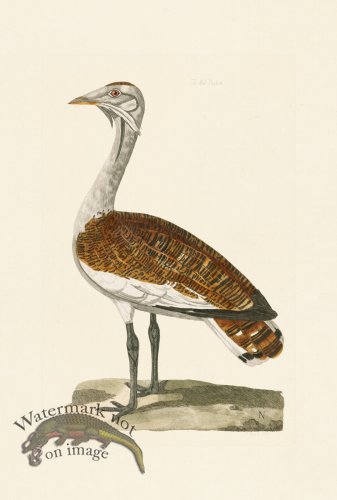 (image for) Pennant Zoology 003