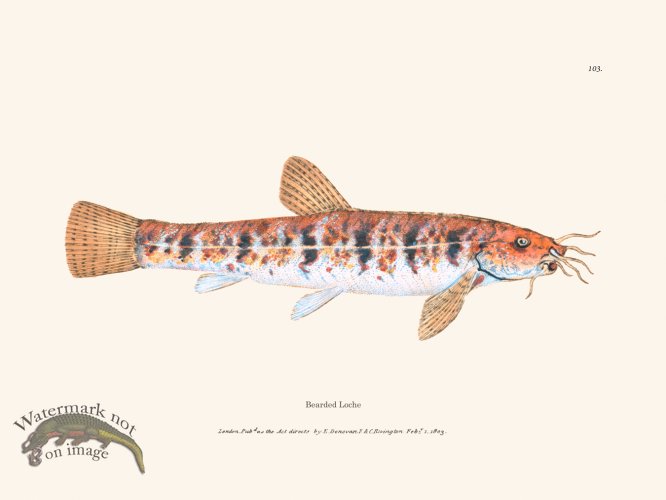 (image for) 103 Bearded Loche