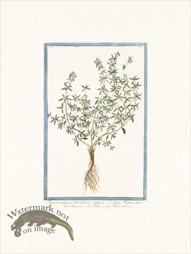 (image for) Bonelli 268 Garden Thyme