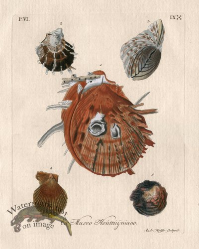 (image for) Knorr Shell 11