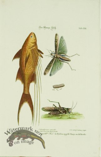 (image for) SSM 06 Le Poiffon appelle\' Mango ou de Paradis (Mango-Fish)