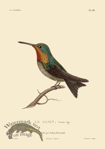 (image for) Humming Bird 69