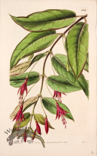 (image for) CBMS_0033