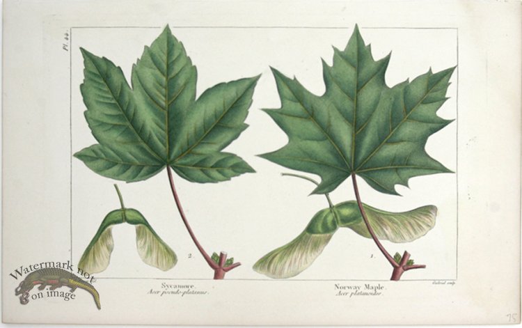 (image for) 30 Sycamore Norway Maple