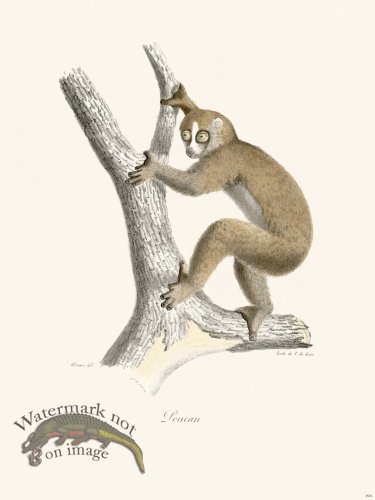 (image for) Cuvier 394 Loucan