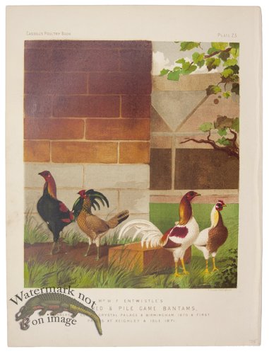 Black Red Piled Game Bantams