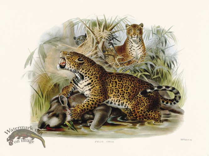 (image for) Elliot Cat 05 Jaguar