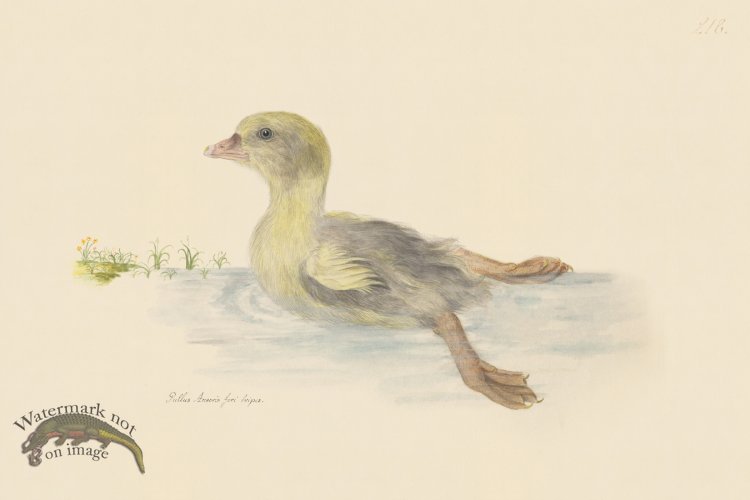 (image for) Rudbeck CFA 218 Gosling