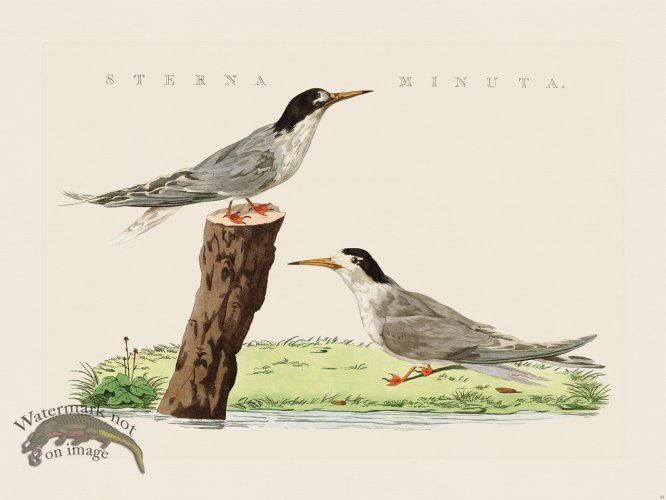 (image for) Nozeman Bird 083