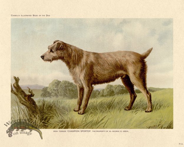 (image for) Cassell Dog 11