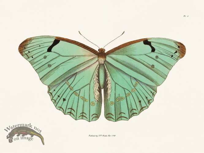 (image for) Nodder BF 03