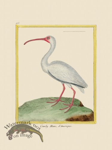 (image for) Martinet Bird 915