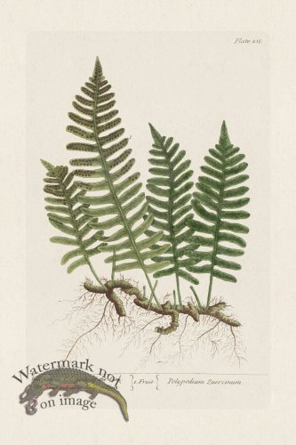 (image for) BEE 215 Wall-fern