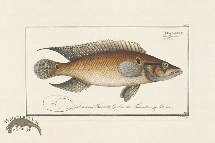 (image for) BLOCH FISH 309