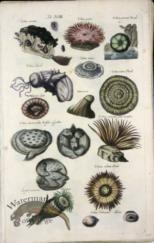 (image for) 1660_Sea_life_23