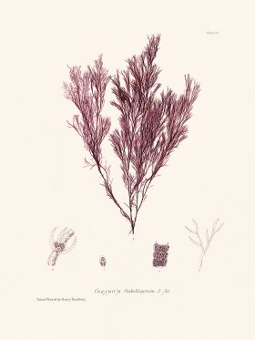 Bradbury Seaweed 105