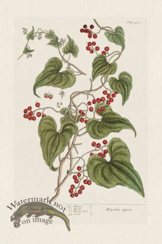 (image for) BEE 457 Black Briony