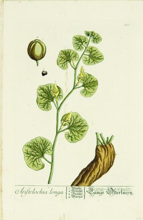 Blackwell German 150